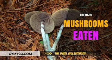 Exploring the Edibility and Effects of Magic Mushrooms