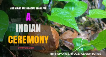 Exploring the Legality of Magic Mushrooms in Indian Ceremonies