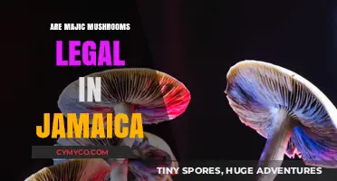 Exploring the Legal Landscape of Magic Mushrooms in Jamaica