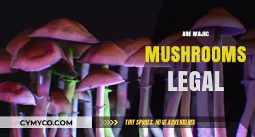 Exploring the Legal Landscape of Magic Mushrooms: A Comprehensive Guide