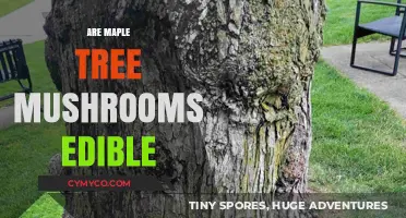 Exploring the Edibility of Mushrooms Found on Maple Trees