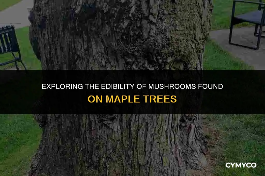 are maple tree mushrooms edible