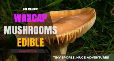Exploring Edibility: Meadow Waxcap Mushrooms Unveiled