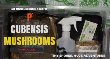 Exploring the Effectiveness of Midwest Grow Kits for P. Cubensis Mushrooms