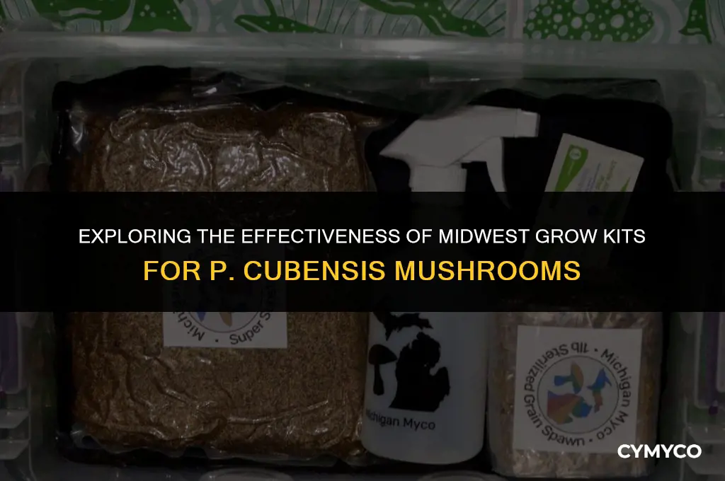 are midwestgrowkits good for p cubensis mushrooms