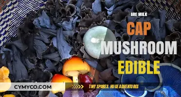 Are Milk Cap Mushrooms Edible? A Guide to Safe Foraging