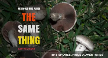 Mold vs. Fungi: Unraveling the Differences and Similarities
