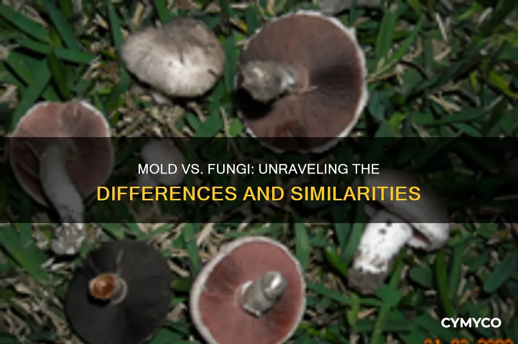 are mold and fungi the same thing
