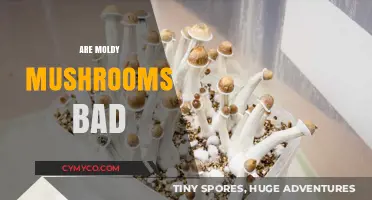 Should You Eat Moldy Mushrooms? A Comprehensive Guide