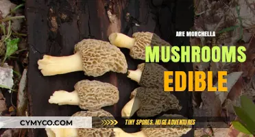 Exploring the Edibility and Delights of Morchella Mushrooms