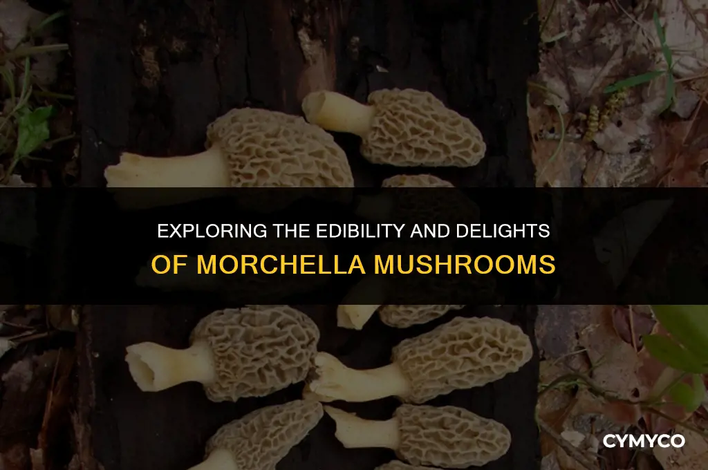 are morchella mushrooms edible