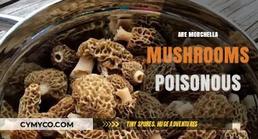 Exploring the Edibility of Morchella Mushrooms: Poisonous or Safe?