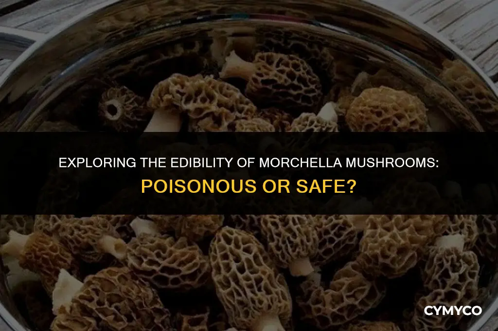 are morchella mushrooms poisonous
