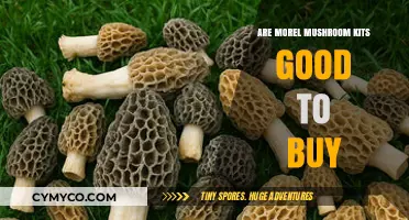 Exploring Morel Mushroom Kits: A Buyer's Guide