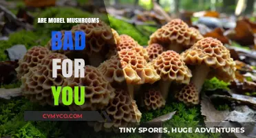 Exploring the Health Effects of Morel Mushrooms: A Nutritional Breakdown
