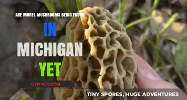 Morel Mushroom Hunt: Have They Arrived in Michigan?