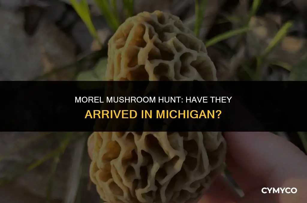 are morel mushrooms being found in michigan yet