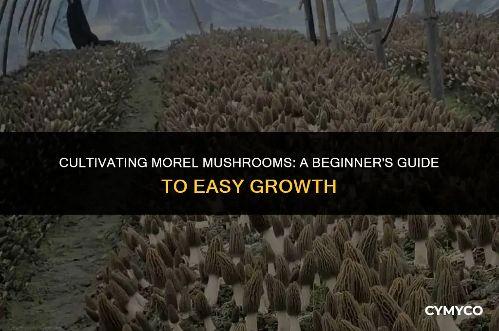 are morel mushrooms easy to grow