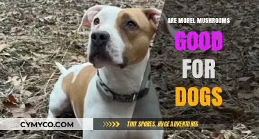 Morel Mushrooms for Dogs: A Tasty and Nutritious Treat?