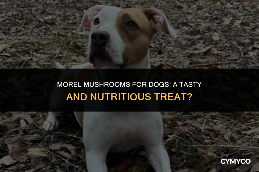 are morel mushrooms good for dogs