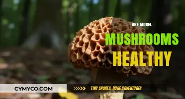 Exploring the Health Benefits of Morel Mushrooms: A Nutritional Guide