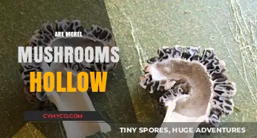 Exploring the Edible Enigma: Are Morel Mushrooms Hollow?