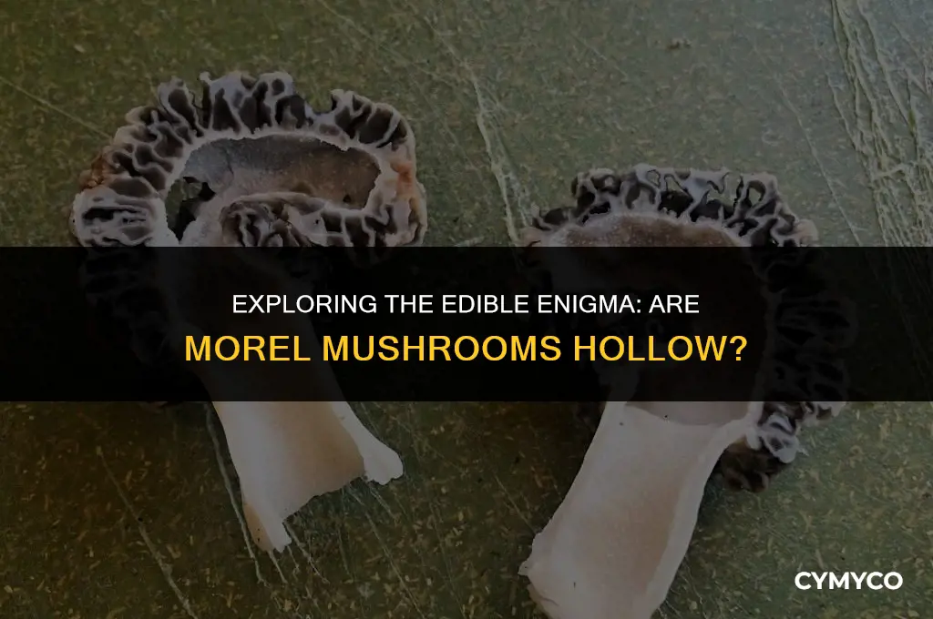 are morel mushrooms hollow