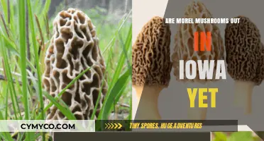 Spring's Bounty: Have Morel Mushrooms Arrived in Iowa?