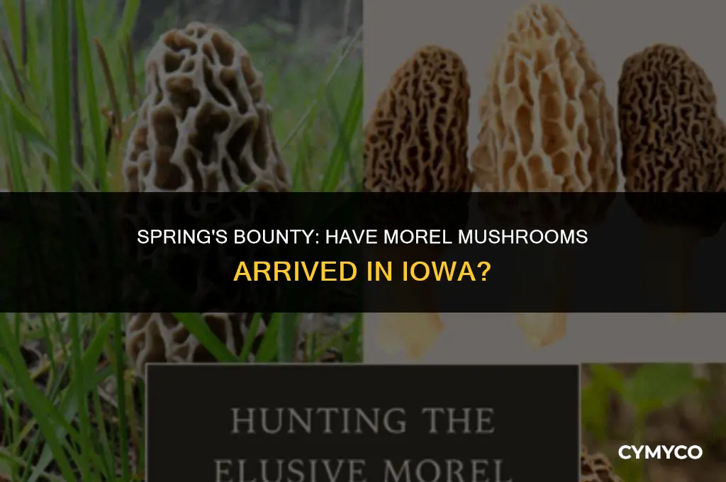 are morel mushrooms out in iowa yet