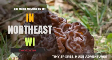 Exploring Morel Mushroom Season in Northeast Wisconsin