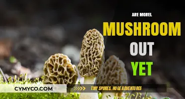 Spring's Bounty: Have Morel Mushrooms Made Their Appearance?
