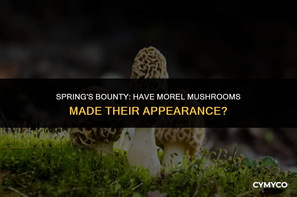 are morel mushrooms out yet