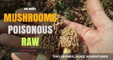 Exploring the Edibility of Morel Mushrooms: Raw or Cooked?