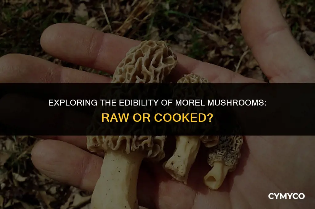 are morel mushrooms poisonous raw