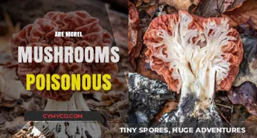 Exploring the Edibility of Morel Mushrooms: Poisonous or Safe?