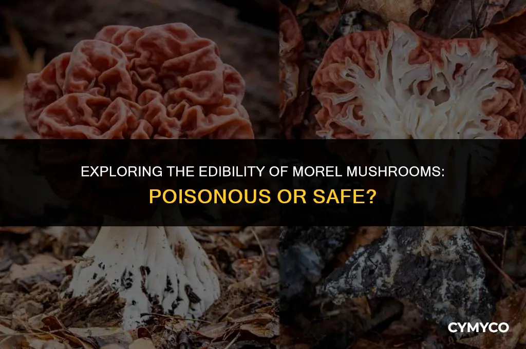 are morel mushrooms poisonous