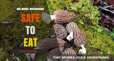 Exploring the Edibility and Safety of Morel Mushrooms: A Comprehensive Guide