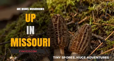 Exploring Morel Mushroom Season in Missouri: A Guide for Foragers