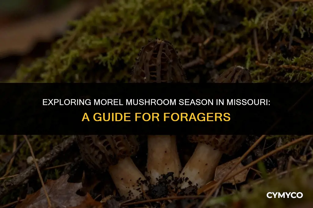 are morel mushrooms up in missouri