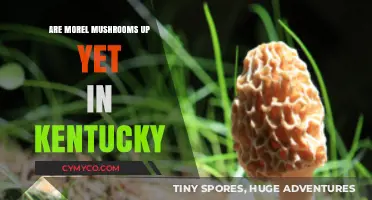 Spring's Bounty: Morel Mushrooms in Kentucky - A Forager's Guide