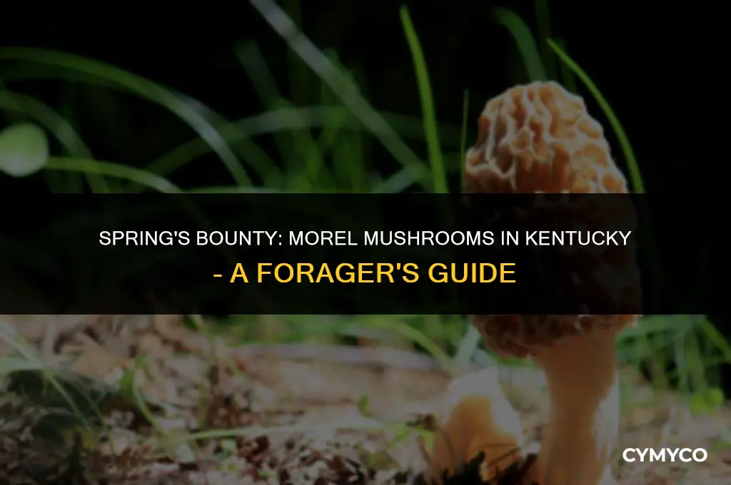 are morel mushrooms up yet in kentucky