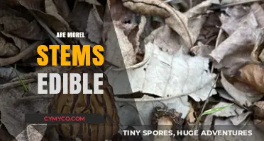 Exploring the Edibility of Morel Mushroom Stems: A Culinary Guide