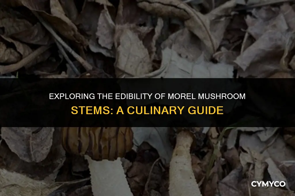 are morel stems edible
