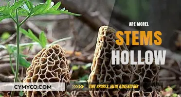 Exploring the Edible Mysteries: Are Morel Stems Hollow?