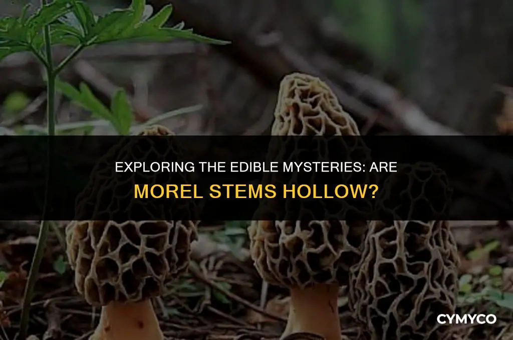 are morel stems hollow