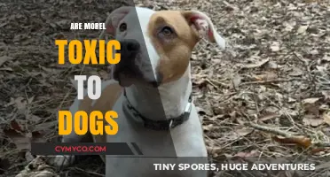The Hidden Danger: Are Morel Mushrooms Toxic to Dogs?