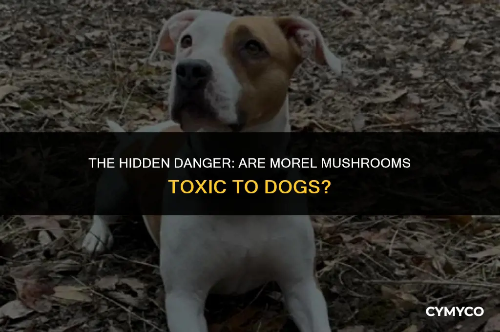 are morel toxic to dogs