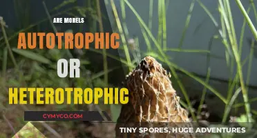 Unveiling the Nutritional Secrets of Morels: Autotrophs or Heterotrophs?