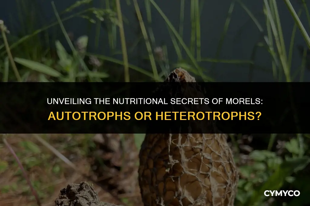 are morels autotrophic or heterotrophic