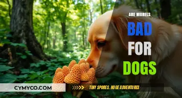 Morels and Dogs: A Toxic Relationship or Safe Snack?